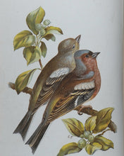 Load image into Gallery viewer, Familiar Wild Birds. [ORIGINAL  BINDINGS]. WALTER SWAYSLAND.  Published by London: Cassell &amp; Company, Limited, 1883.
